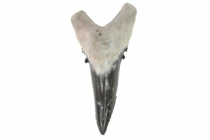 Bone Valley Shark Tooth (Hemipristis) - Lower Tooth #145138